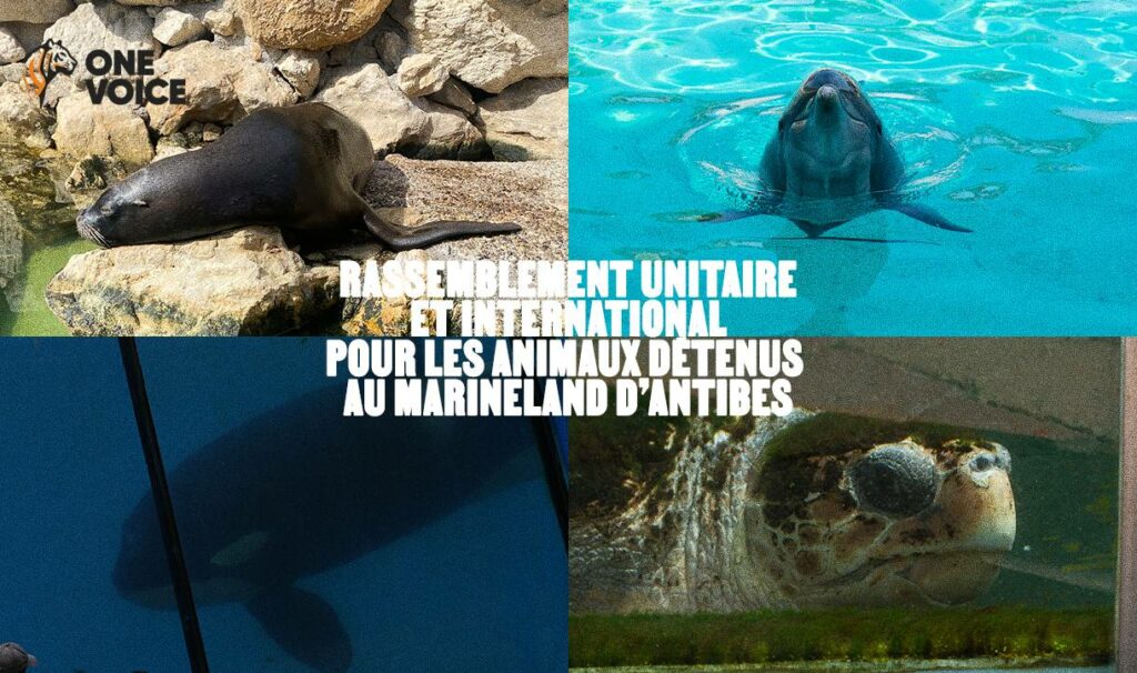 Destimed Rassemblement One Voice 220 orga intL delphinarium Marineland